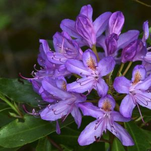 Rhododendron ponticum – Pontic Rhododendron – Azaleas – get a quote