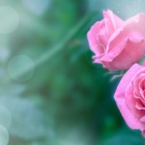 Rosa ‘Congratulations’ – Rose ‘Sylvia’ – Rose ‘Congratulations’ – Rosa ‘Sylvia’ get a quote