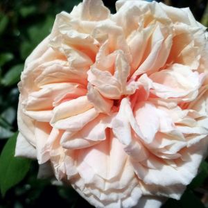 Rosa ‘Gloire de Dijon’ – Rose ‘Old Glory Rose’ – get a quote