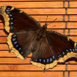 Mourning Cloak – Spiny Elm Caterpillar – Nympalls antipa get a quote