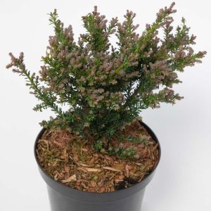 Podocarpus nivalis – Alpine Totara – Plum Pine – get a quote