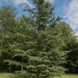 Cedrus libani subsp. stenocoma – Cedar of Lebanon – Lebanon Cedar – Cedar – True Cedar – get a quote