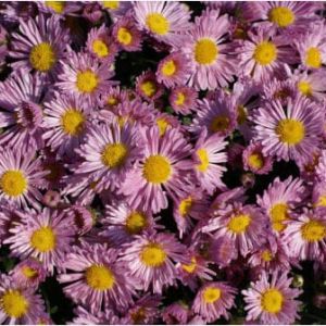 Hardy pink mum with yellow center – Chrysanthemum get a quote