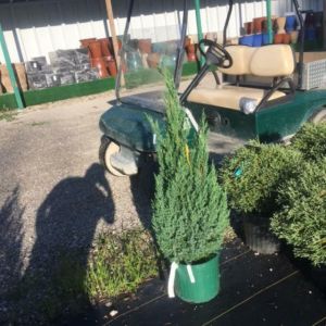 Juniperus chinensis ‘Blue Point ‘- Chinese Juniper – Sabina – Juniper get a quote