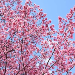 Prunus – Ornamental cherry – Prunus ‘Okame’ get a quote