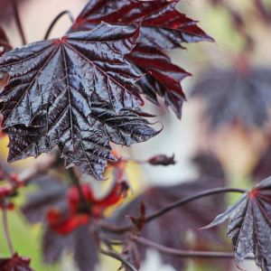 Acer rubrum ‘Red Sunset’ – Maple get a quote
