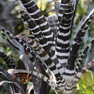 Aechmea chantinii ‘Black’ – bromelaid get a quote