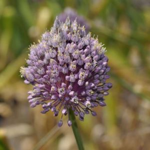 Allium ampeloprasum – Wild Leek – Kurrat – Onion get a quote