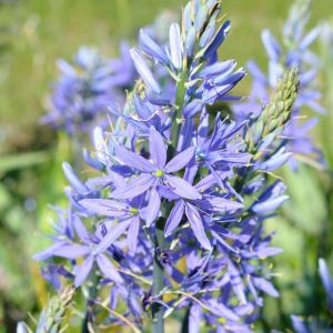 Camassia leichtlinii – Quamash – Camas – Beargrass – get a quote