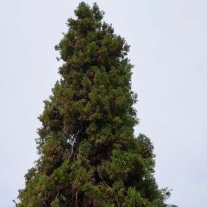 Cryptomeria japonica – Japanese Cedar – Sugi – get a quote