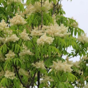 Fraxinus ornus – Flowering Ash – Manna Ash – Ash – get a quote