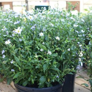 Kalimeris incisa ‘Blue Star’ get a quote