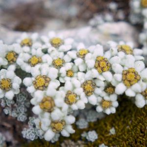 Leucogenes grandiceps – South Island Edelweiss – New Zealand Edelweiss – get a quote