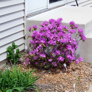 Rhododendron ‘PJM’ – Rhododendron P.J. Mezitt – Azaleas – get a quote