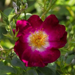 Rosa ‘Hiawatha’ – Rose ‘Hiawatha’ get a quote