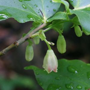 Vaccinium arctostaphylos – Caucasian Whortleberry – Blueberry – Cranberry – Huckleberry – get a quote