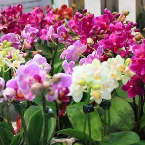 Phalaenopsis – Moth Orchid – orchid get a quote