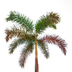 Arecastrum romanzoffianum – Queen Palm – get a quote