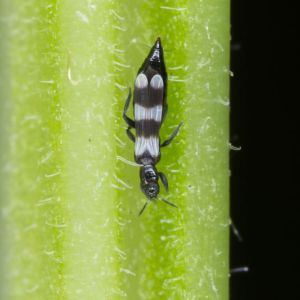 Privet Thrips – Dendrothrips ornatus get a quote