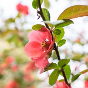 Chaenomeles speciosa ‘Texas Scarlet’ – Flowering quince – get a quote