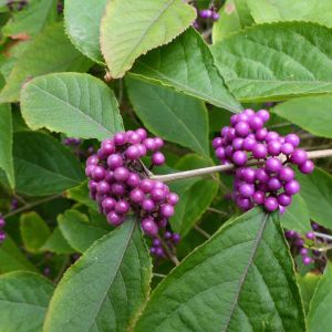 Callicarpa bodinieri – Bodinier Beauty Berry – Beautyberry – get a quote