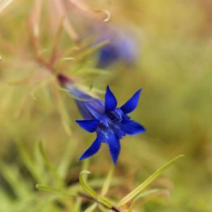 Gentiana paradoxa – Gentian – get a quote