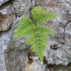Gymnocarpium robertianum – Limestone Polypod – get a quote