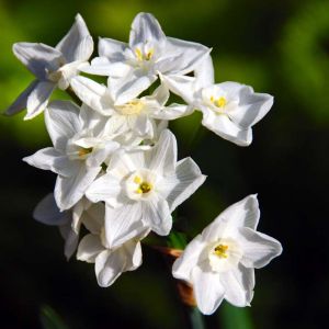 Narcissus tazetta – Daffodil tazetta – Bulbs get a quote