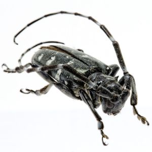 Asian Longhorned Beetle – Anoplophora glabripennis get a quote