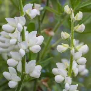 Lathyrus latifolius ‘White Pearl’ – Everlasting Pea – Perennial Pea get a quote