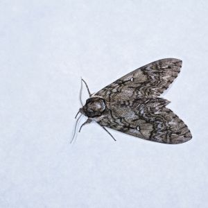 Waved Sphinx – Ceratomia undulosa get a quote