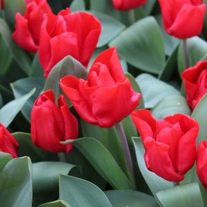 Tulipa ‘Red Riding Hood’ – Tulip ‘Red Riding Hood’ get a quote