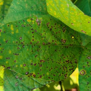 Leaf Spots – Bacterial get a quote