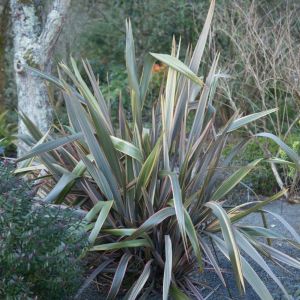 Phormium tenax – New Zealand Flax – get a quote