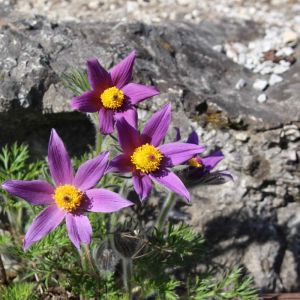 Pulsatilla halleri – get a quote