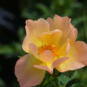 Rosa ‘Morden Cardinette’ – Rose ‘Morden Cardinette’ get a quote