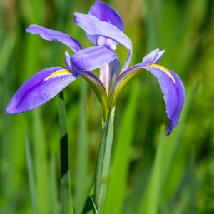 Iris brevicaulis – Iris foliosa get a quote