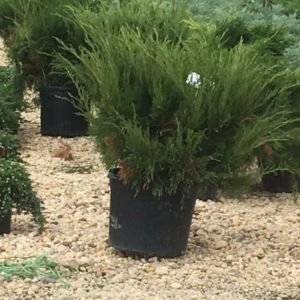 Juniperus chinensis ‘Sea Green’ – Chinese Juniper – Sabina – Juniper get a quote
