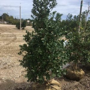 Ilex ‘Nellie Stevens’ – Holly get a quote