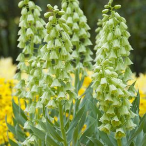 Fritillaria ‘Ivory Bells’ – Fritillary – bulb get a quote