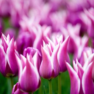 Tulipa ‘Ballade’ – Tulip ‘Ballade’ – Bulbs get a quote