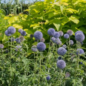 Echinops bannaticus – Globe Thistle get a quote