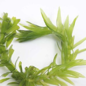 Egeria densa – Anaacharis densa – Elodea densa – Brazilian Waterweed – get a quote