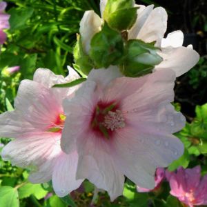 Lavatera ‘Barnsley’ – Mallow – Tree Mallow – get a quote