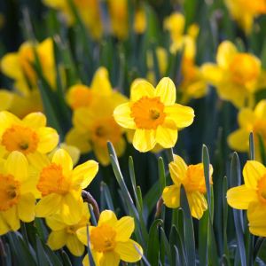 Narcissus ‘Pinza’ – Daffodil ‘Pinza’ get a quote