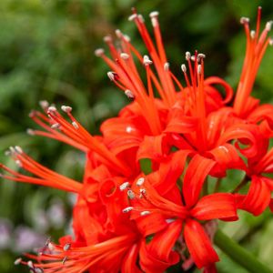 Nerine sarniensis – Red Nerine – Spider Lily – Guernsey Lily – get a quote