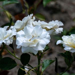 Rosa ‘Class Act’ – Rose ‘First Class’ – Rose ‘White Magic’ – Rose ‘Class Act’ – Rosa ‘First Class’ – Rosa ‘White Magic’ – get a quote