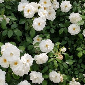 Rosa ‘Prosperity’ – Rose ‘Prosperity’ get a quote