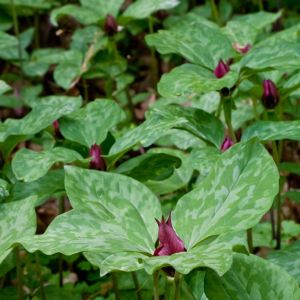 Trillium recurvatum – Bloody Butcher – Purple Wakerobin – Trinity Flower – Wakerobin – Wood Lily – get a quote
