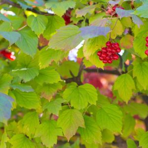 Viburnum opulus – European Cranberry bush – Guelder rose – Common Snowball – European Highbush Cranberry – European Snowball – Snowball bush ‘ get a quote